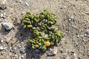 Africa Travel Photography Prints: Lithops lichen, succulent, Namibia
