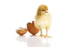 Young Livestock Farming Prints: Little chicken and eggshell