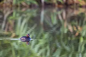 Prints of A Little Grebe reflected on the water surface, Lake Ummingen, Bochum, North Rhine-Westphalia, Germany A Little Grebe reflected on the water surface, Lake mmingen, Bochum, North Rhine-Westphalia Bochum Prints: A Little Grebe Print, Lake Ummingen, Bochum, Germany