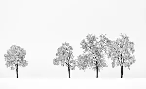 Framed Print : Four Little Trees Print Framed Print : Four Little Trees Print