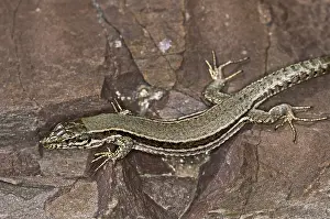 Reptile Photography Prints: Lizard