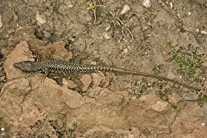 Reptile Photography Prints: Lizard