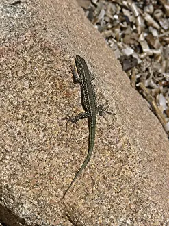 Reptile Images Prints: Lizard