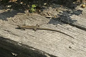 Lacertad Reptile Prints: Lizard