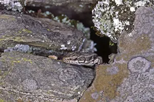 Uninhabited Wildlife Scenes Prints: Lizard