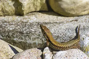Germany Wild Animals Prints: A lizard basks on a rock and looks forward