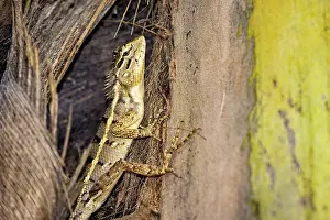 Camouflaged Lizard Prints: Lizard on tree bark with yellow and brown texture