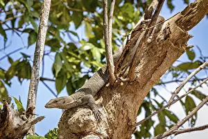 World Heritage Site Photos Prints: A lizard on a tree in a green forest scene