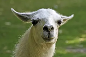 Prints of Llama Llama Prints: Llama Llama Print by ImageBROKER