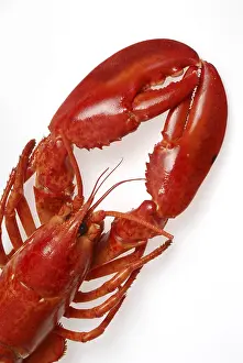 Prints of Lobster Langoustine Prints: Lobster Print