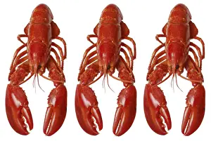 Studio Background For Food Photography Prints: Three lobsters