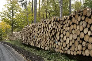 Forest Management Practices Prints: Logging in the Harz Mountains, forest work