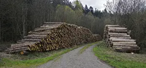 Stacked Timber Logs Prints: Logging, lumberjacking, forestry