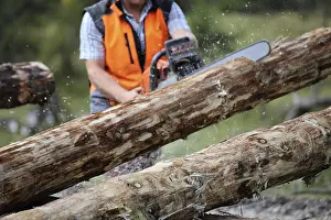 Bavarian Forest Landscape Prints: Logging work in the local forest