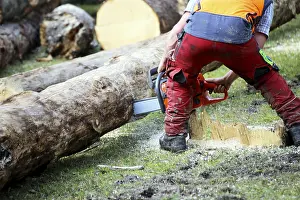 Timber Industry Europe Prints: Logging work in the local forest