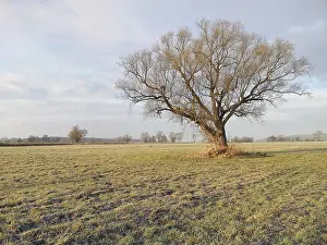 Deserted Farmland Landscape Prints: Lone tree in a field in winter
