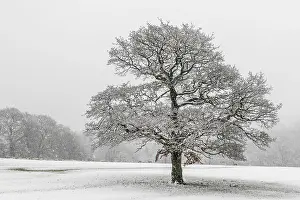 Snowy Landscape Photo Prints: A lone tree in the snow