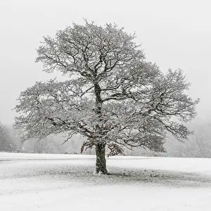 Snowy Landscape Photo Prints: A lone tree in the snow