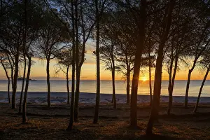 Southern European Coastal Scene Prints: Lonely sandy beach and pine forest