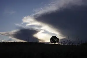 Desolate German Landscape Prints: Lonely tree in front of a dramatic sky