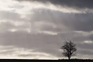 Cloudy Landscape Photo Prints: Lonely tree on a field in backlight, St