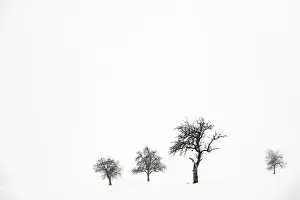 Wintry Landscape Prints: Lonely trees in wintry landscape