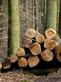 Winter Forest Prints: Long logs in the winter forest