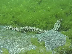 A Long Moray Eel Print