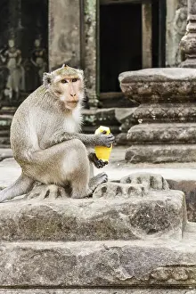 Angkor Wat Cambodia Prints: Long tailed macaque monkey with mango fruit