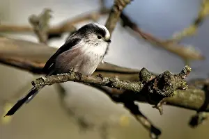Central Europe Bird Life Prints: Long-tailed tit in a tree