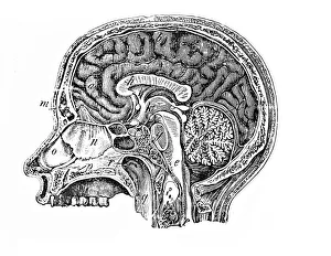 Human Head Anatomy Prints: Longitudinal section of a human head