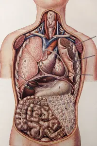 Human Torso Longitudinal Section Print