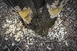Uninhabited Forest Scenery Prints: Looking down at the base of a tree still standing with beaver gnaw marks