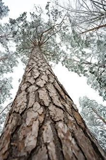 Low Angle Forest View Prints: Looking up along a tree trunk in winter