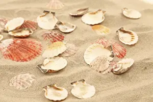 Sandy Beach Shell Print