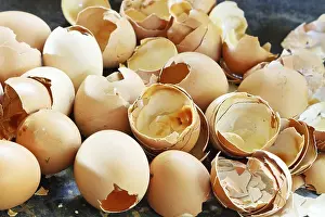 Bird Photography Close Up Prints: Lots of empty chicken eggshells at close range