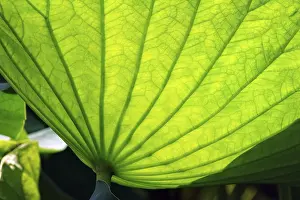 Aquatic Plant Images Prints: Lotus leaf