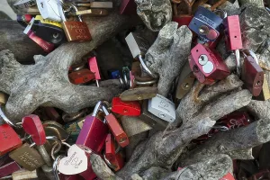 Love Padlocks Germany Prints: Love padlocks on a tree root, Zingst
