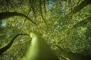 Ecological Landscape Photo Prints: Low angle view in a bamboo forest