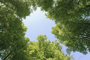 Low Angle View Prints: Low angle view of trees in summertime