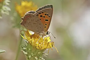 Gossamer Winged Insect Prints: Lycaena phlaeas, small moth