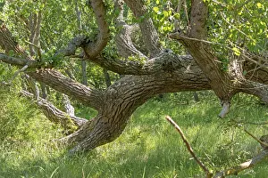 Fischland Darss Zingst Scenery Prints: Lying tree, DarBer Ort, Born a