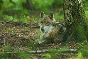 Gray Wolf In Forest Prints: A lying wolf leaning against a tree in the forest
