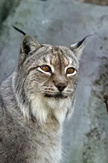 Deserted Landscape Animal Prints: A lynx looking