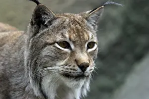 Predator Cat Prints: A lynx looking