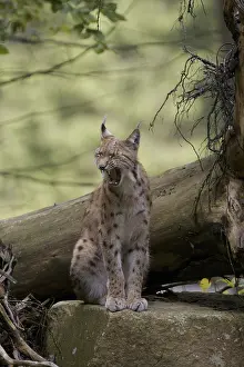Prints of A lynx is sitting on a tree trunk in the forest, looking relaxed with its mouth closed, Eurasian lynx (Lynx lynx) in a forest, in captivity, Hesse, Bavaria, Germany Eurasian Lynx Prints: Eurasian Lynx Print, Hesse, Germany