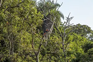Ancient Civilization Heritage Site Prints: Some macaws in the temples of Copan Ruinas
