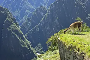 Prints of Machu Picchu Llama Prints: Machu Picchu Print - Inca Ruins Peru