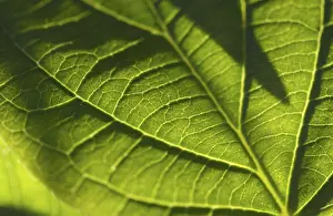 Macro Leaf Photography Prints: Macro backlit leaf detail