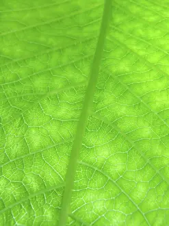 Leaf Detail View Prints: Macro of green leaf